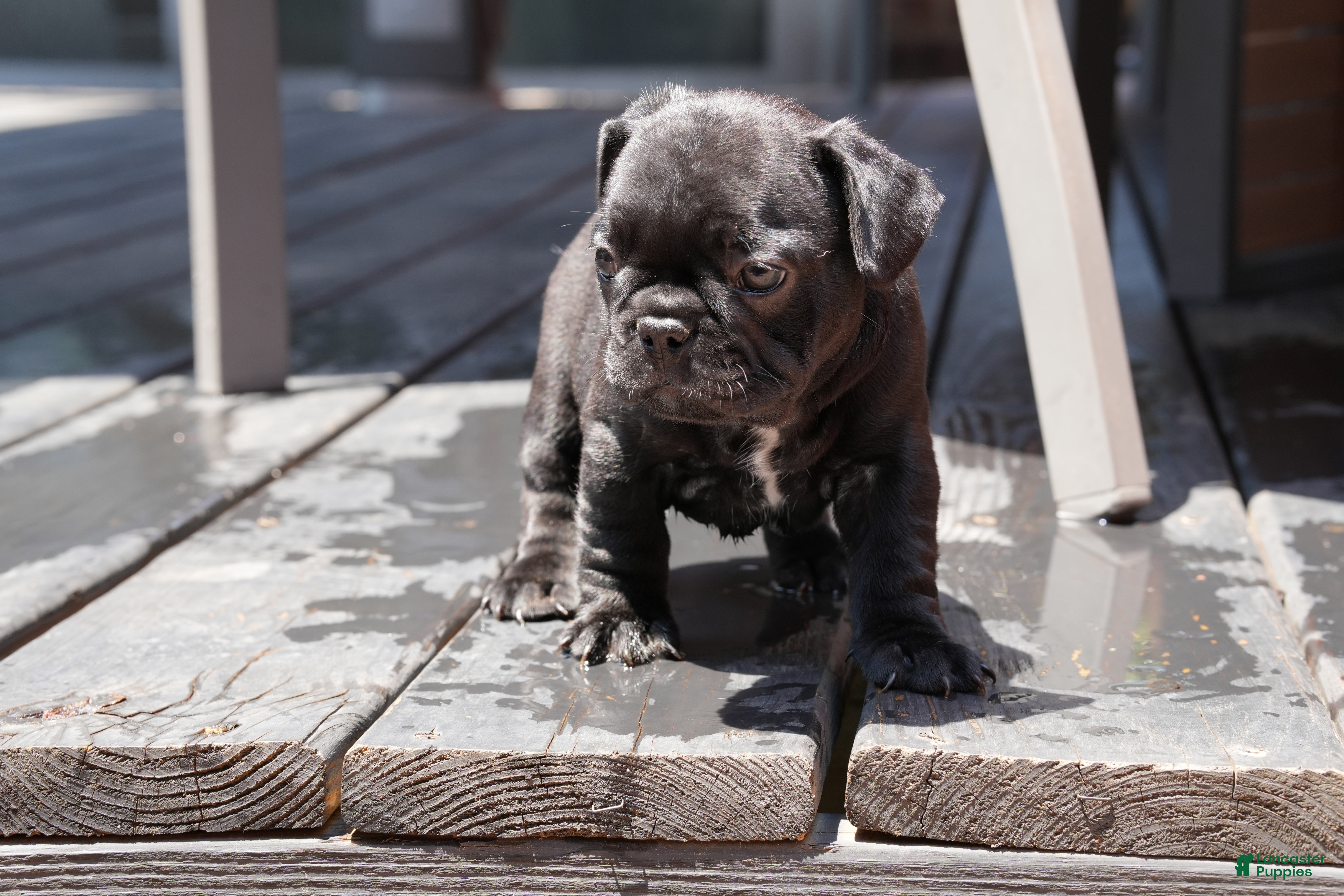 French Bulldog dogs Lilo - Ad 2
