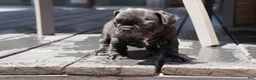 French Bulldog dogs for sale: Lilo - Solid Black Female (No brindle) - Rare - Ad 13