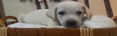Labrador Retriever 1