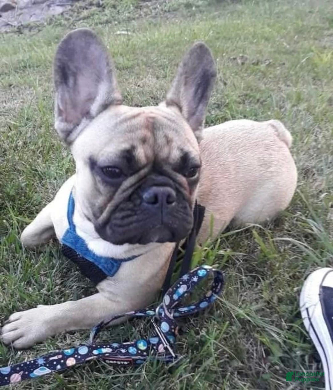 Gallery Image {{count}}