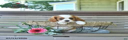 Cavalier King Charles Spaniel dogs for sale: Brentley - Ad 4