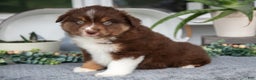 Miniature Australian Shepherd dogs for sale: Carter - Ad 3