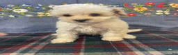 Toy Poodle dogs for sale: Juliet - Ad 1