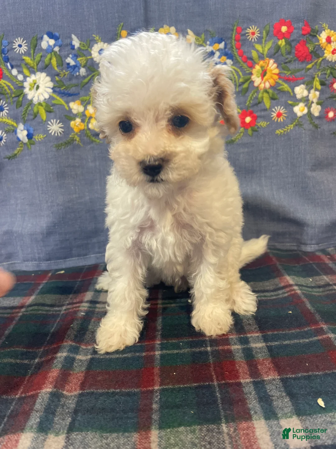 Toy Poodle dogs for sale: Juliet - Ad 1