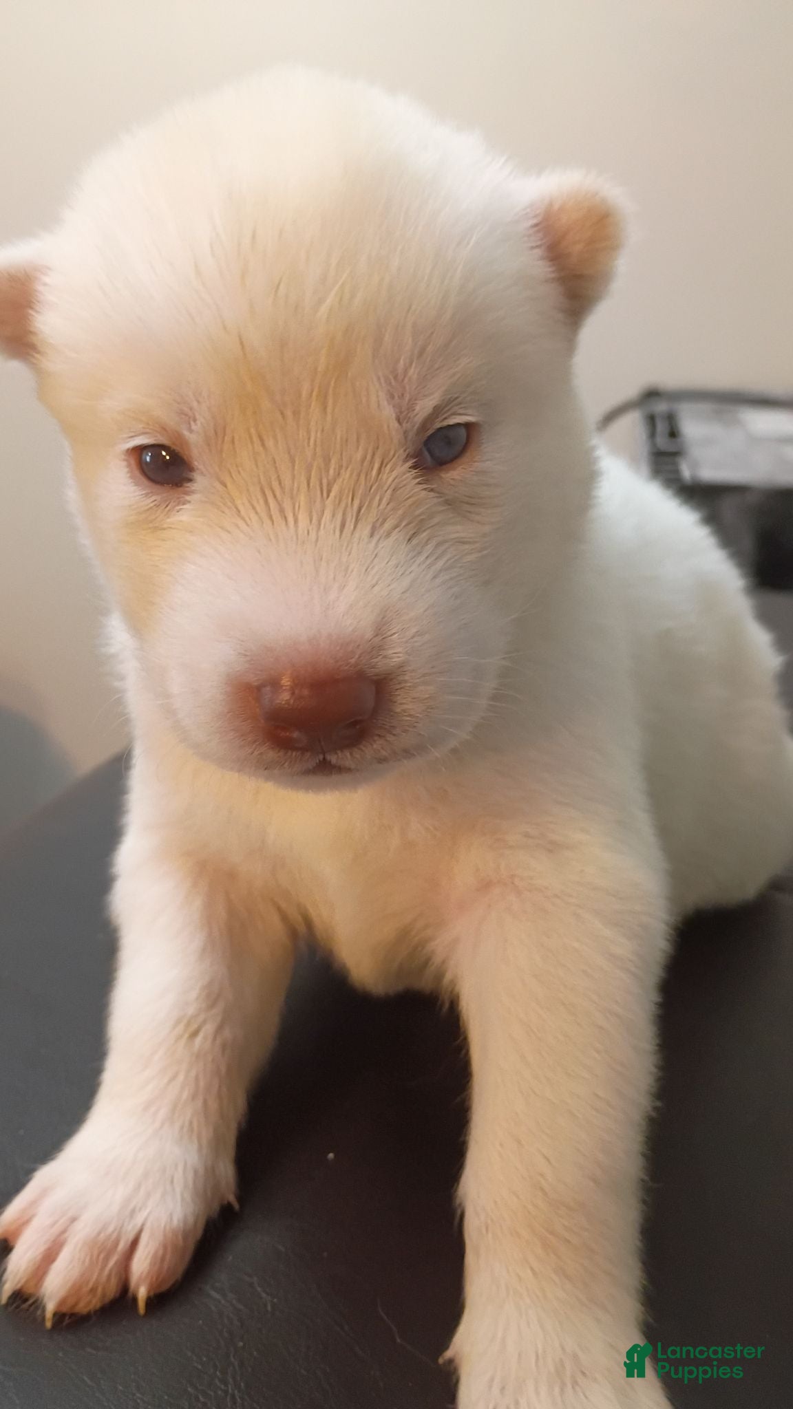 Siberian Husky dogs Male #1 - Ad 1