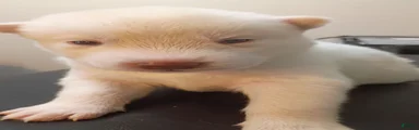 Male #1