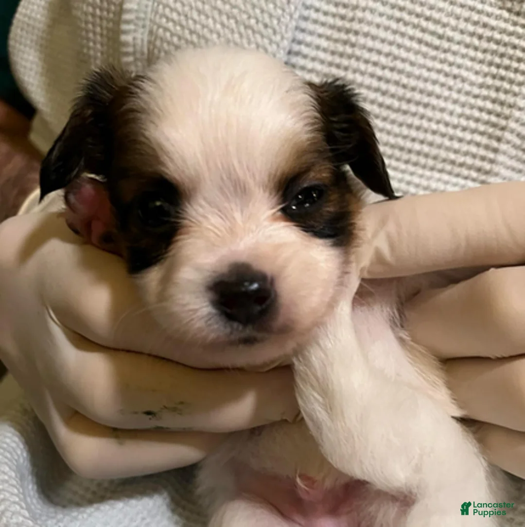 Papillon dogs for sale: Winston - Ad 3