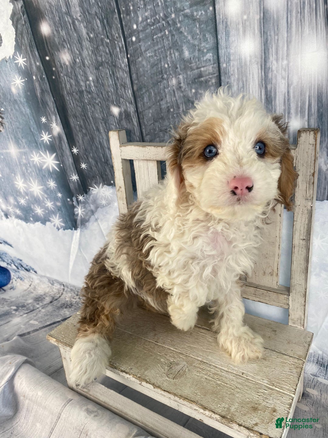 Cavapoo dogs for sale: Blue - Ad 5