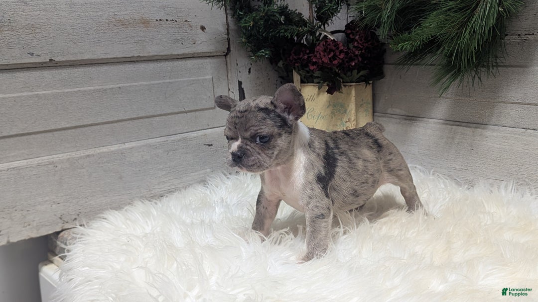 French Bulldog dogs for sale: Muffin - Ad 3
