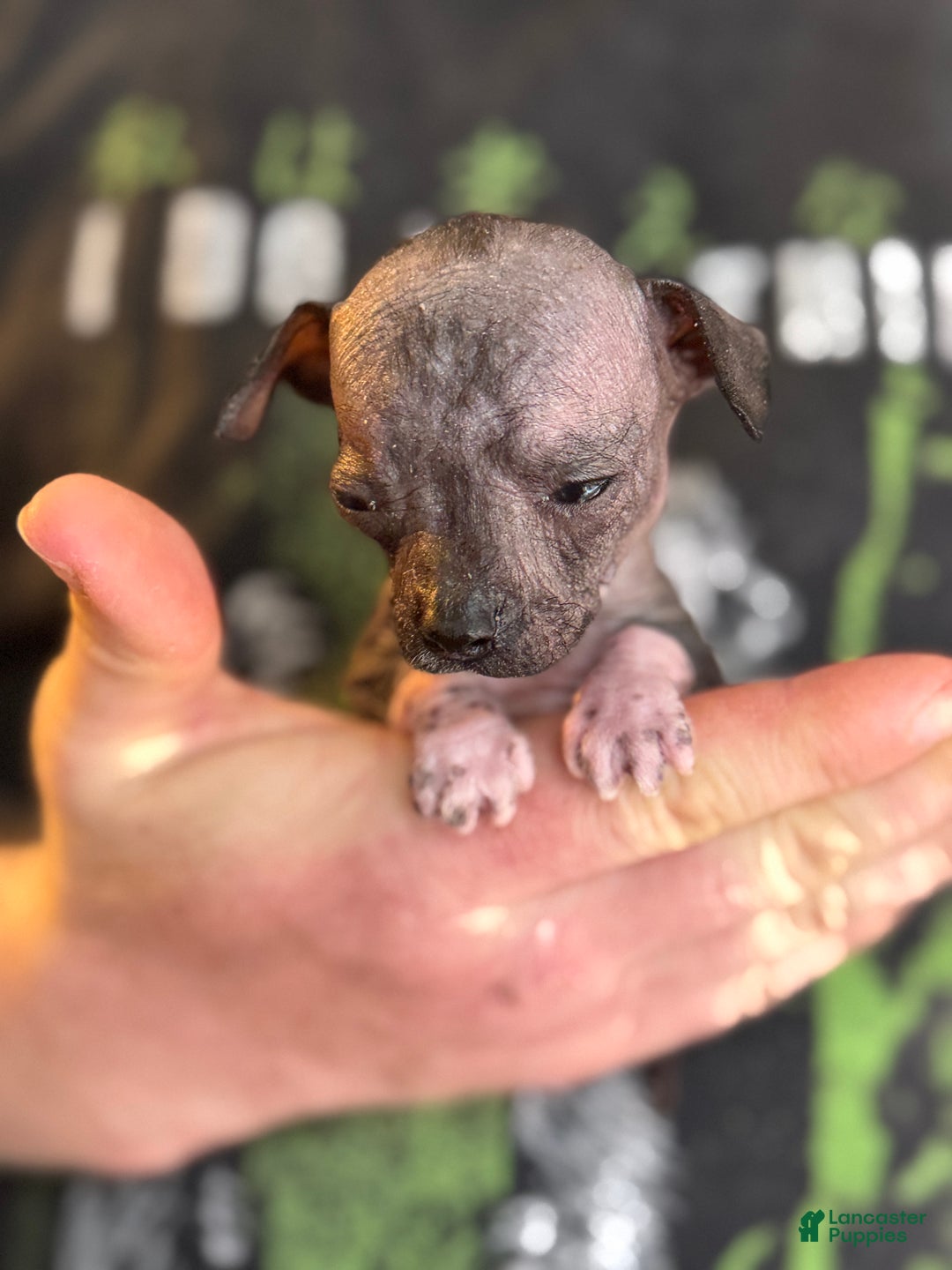 Mixed Breed dogs for sale: Princess  - Ad 18