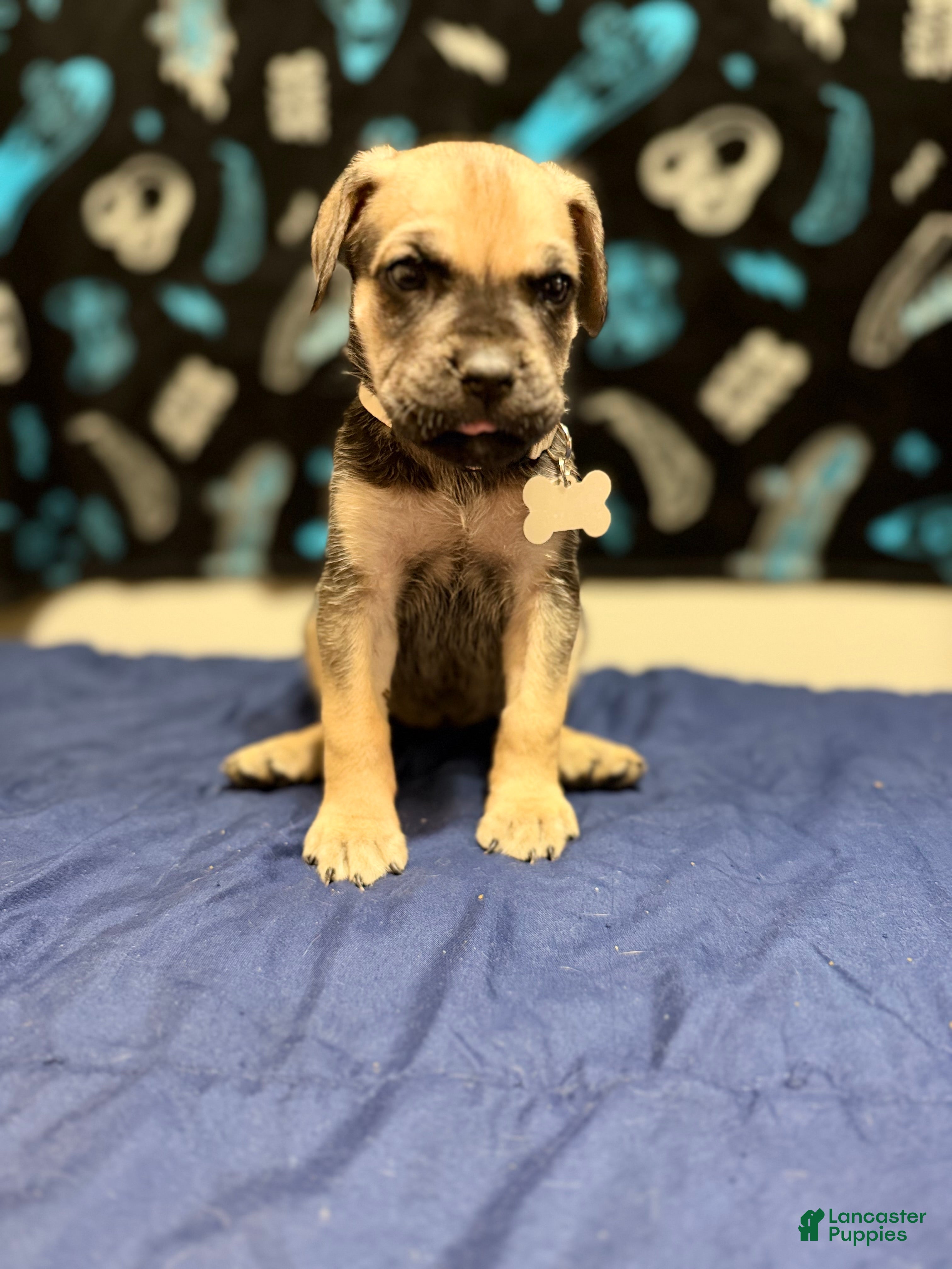 Cane Corso dogs meenka -white collar  - Ad 40
