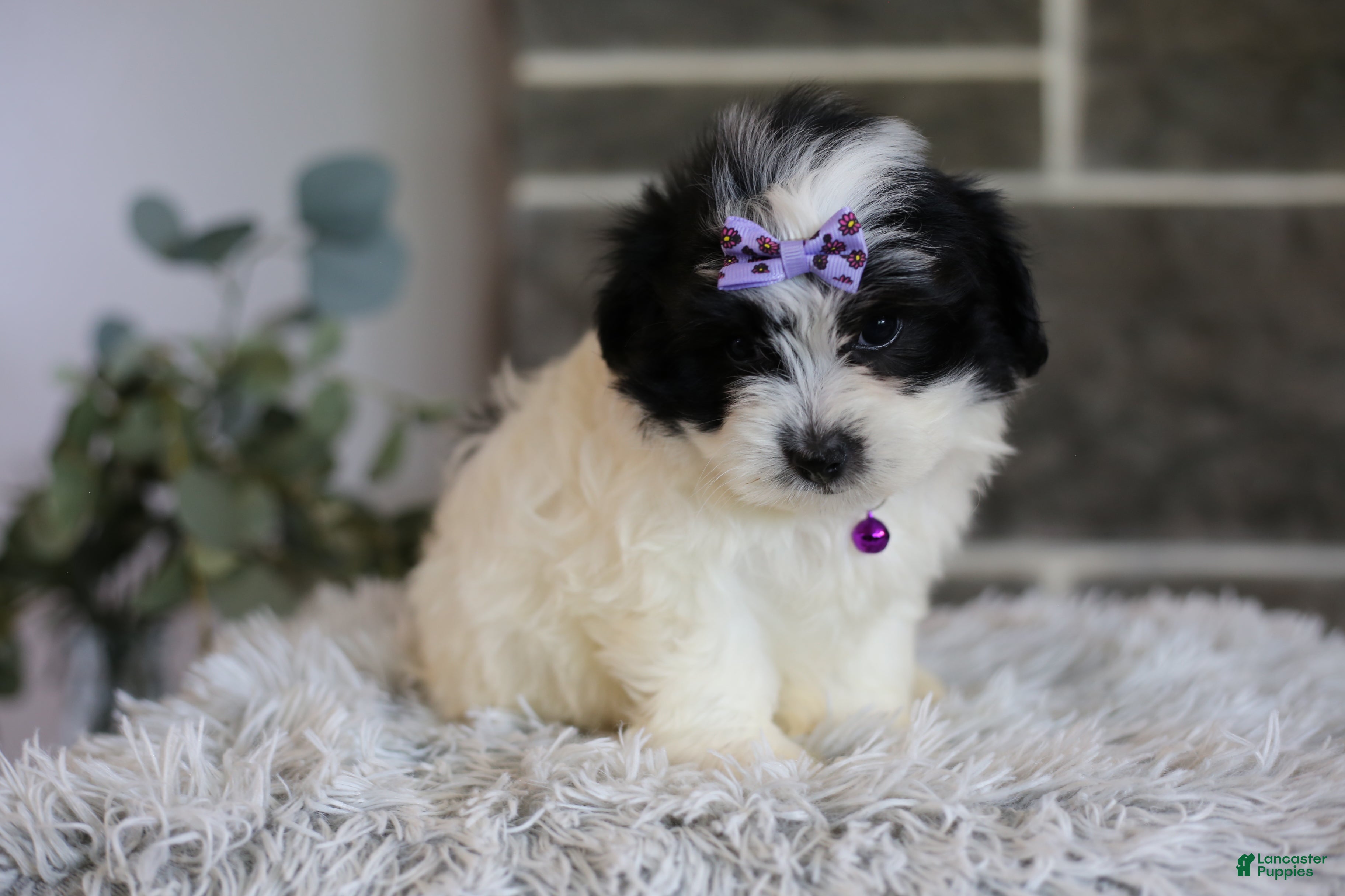 Maltipoo dogs Gwen - Ad 1