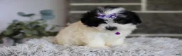 Maltipoo dogs for sale: Gwen - Ad 1