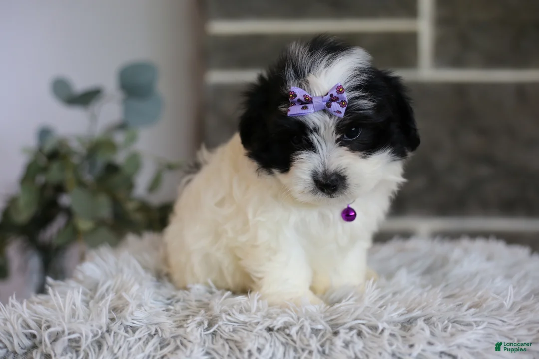 Maltipoo dogs for sale: Gwen - Ad 1