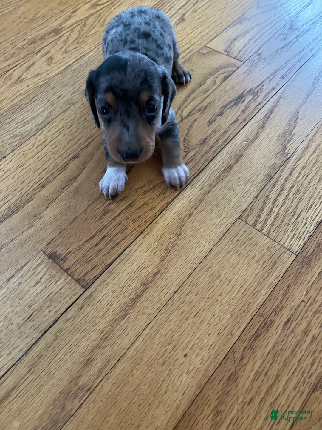 Miniature Dachshund dogs for sale: Akc Robin - Ad 1