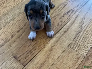 Miniature Dachshund dogs Akc Robin - Ad 2