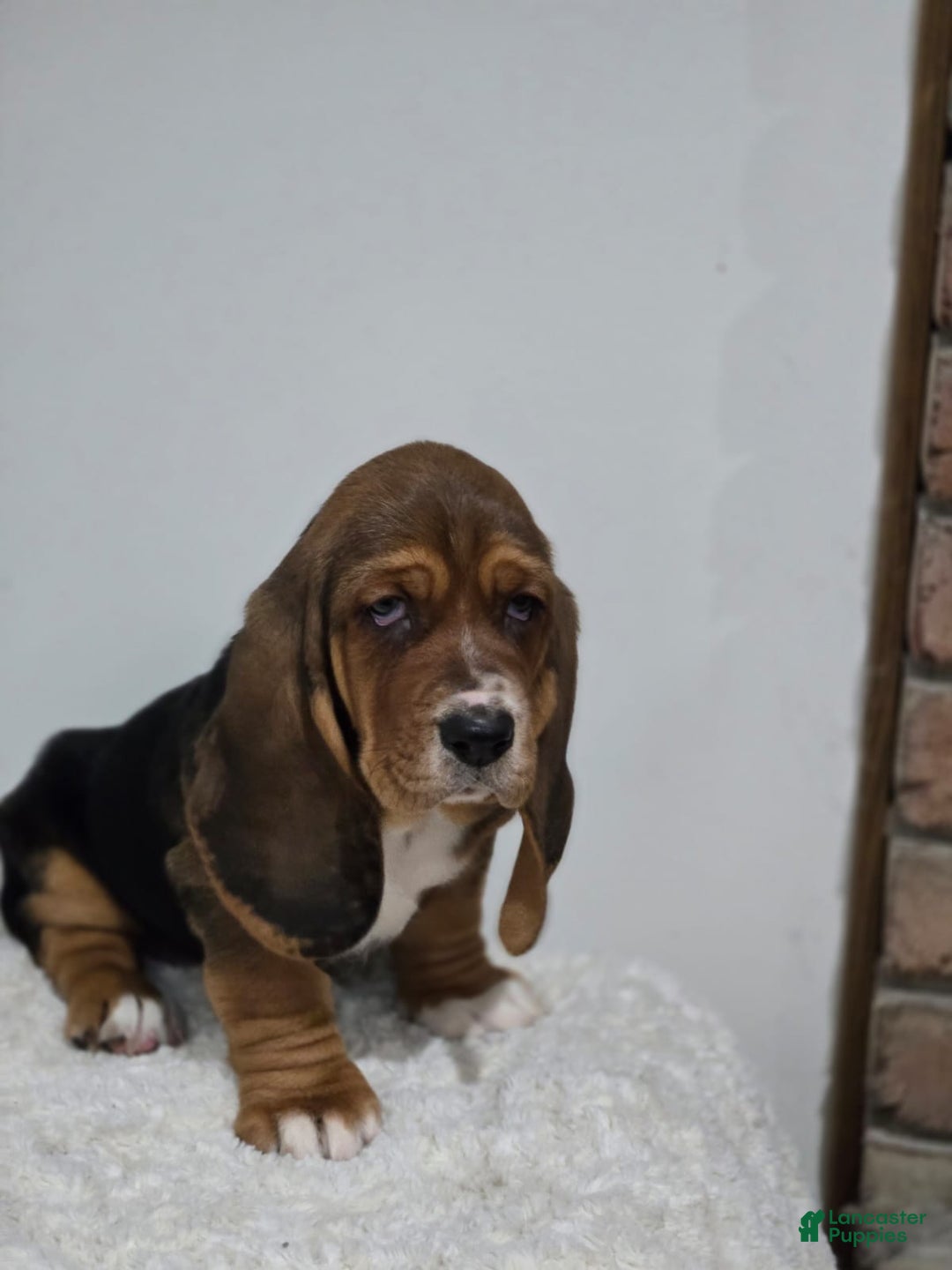 Basset Hound dogs for sale: Cookie - Ad 1