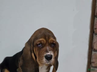 Basset Hound dogs Cookie - Ad 16