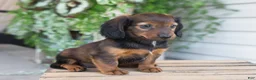 Dachshund dogs for sale: Holly  - Ad 10