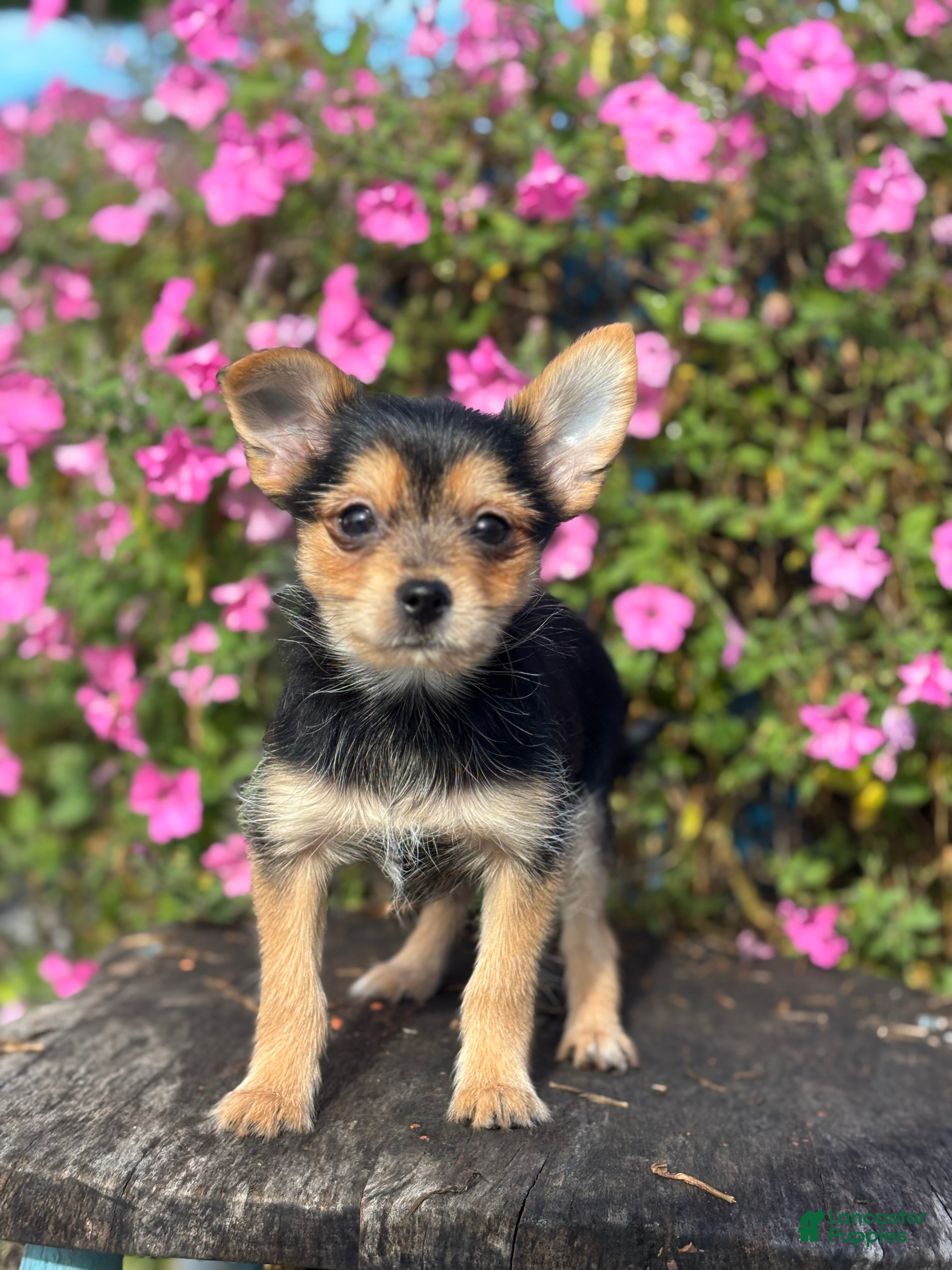 Mixed Breed dogs Leonora - Ad 2
