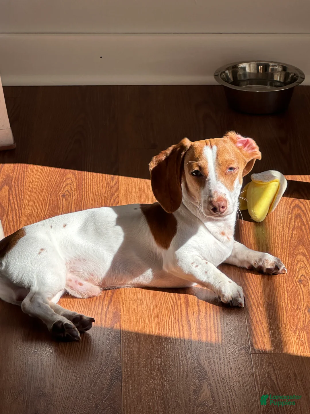 Miniature Dachshund dogs for sale: Copper - Ad 5