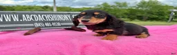Miniature Dachshund dogs for sale: Russian -Sale - Ad 5