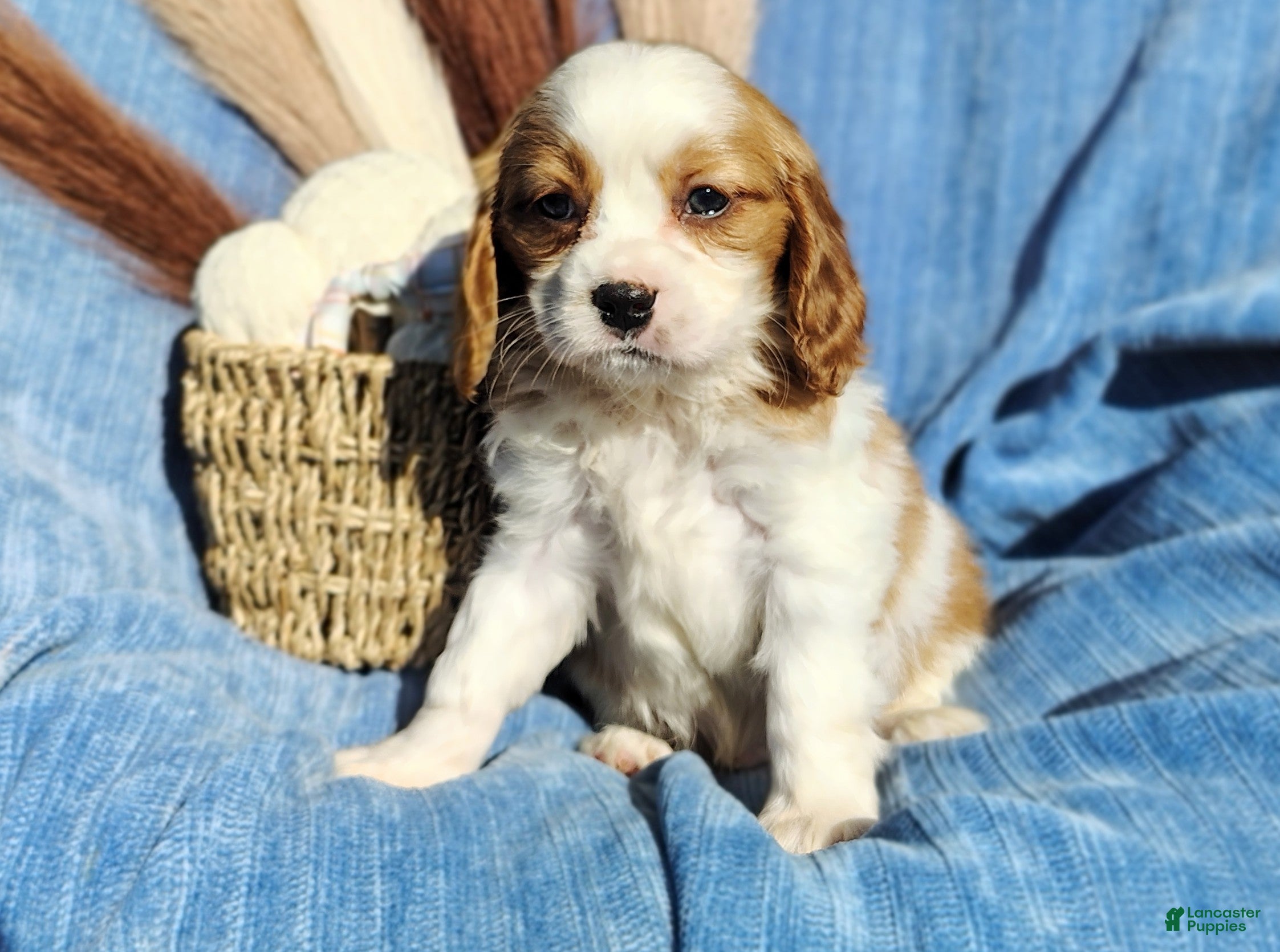 Cavapoo dogs for sale: Toby - Ad 1