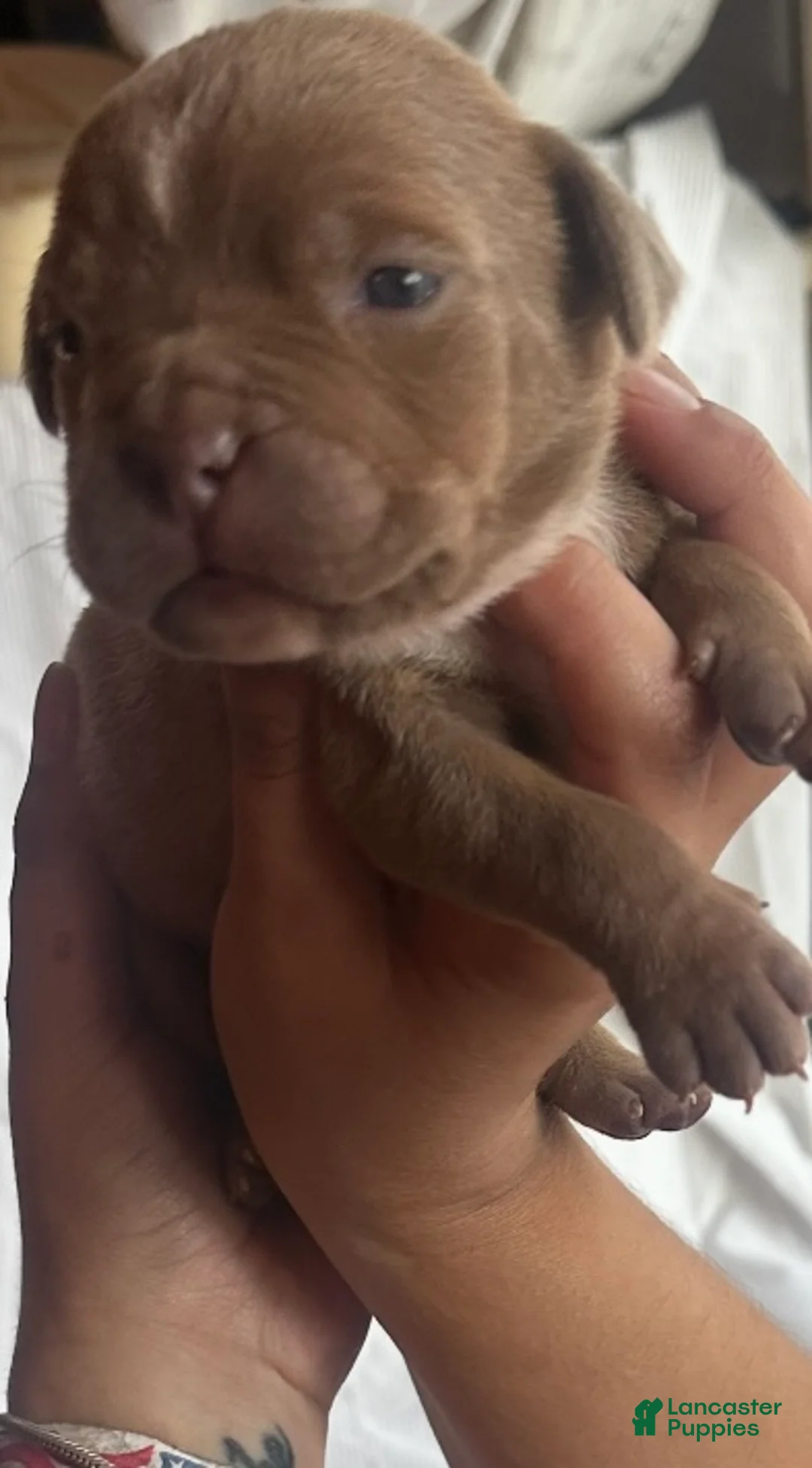 American Bully dogs for sale: American Bully 4 - Ad 2