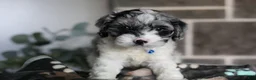Cavapoo dogs for sale: Hudson - Ad 10