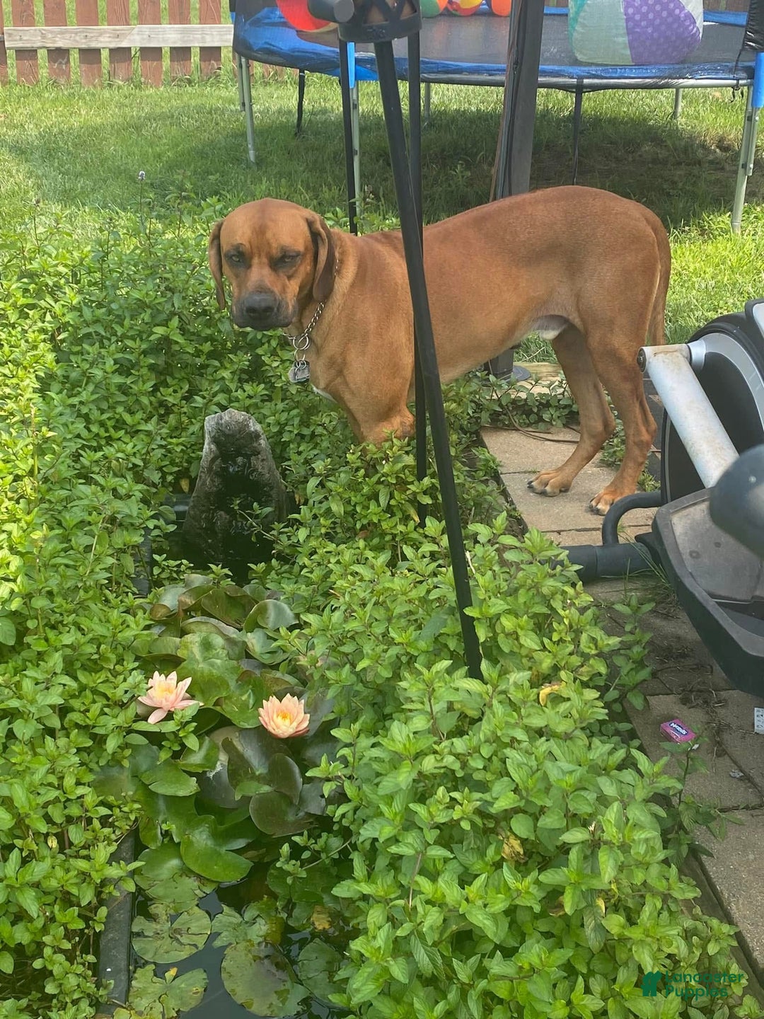 Rhodesian Ridgeback dogs for sale: Rhodesian Ridgeback Puppy 5 - Ad 5