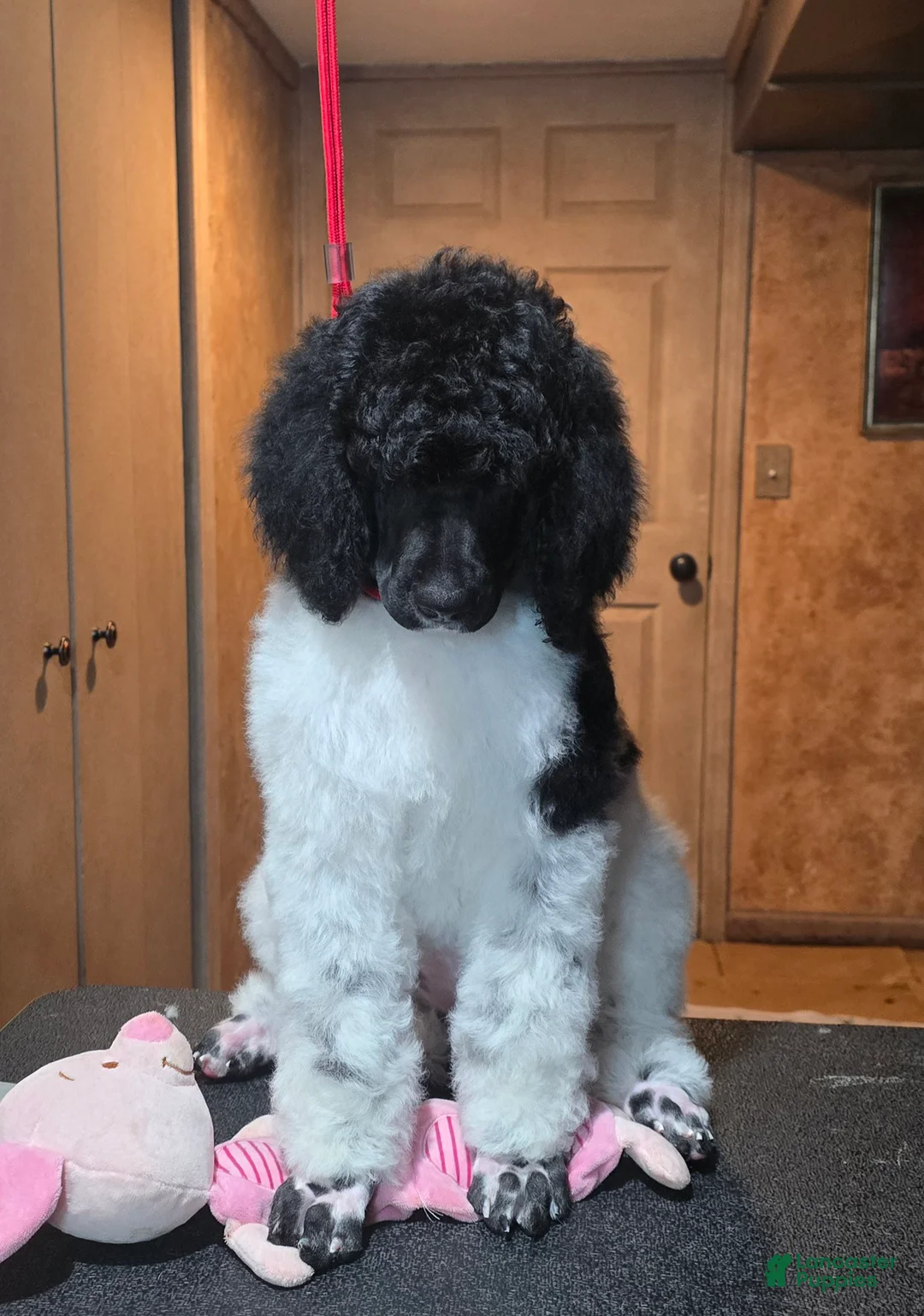 Standard Poodle dogs for sale: Kalmiya - Ad 3