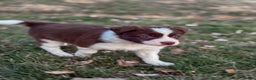 Border Collie dogs for sale: Cadillac   - Ad 4