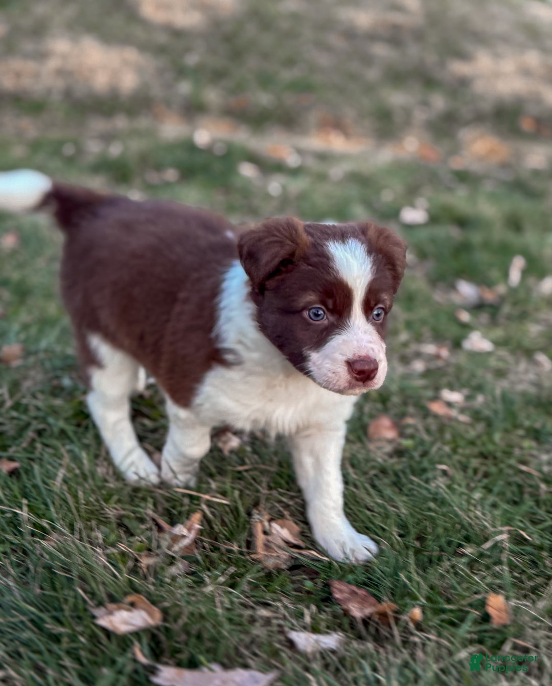 Border Collie dogs for sale: Cadillac   - Ad 4