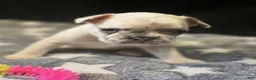 French Bulldog dogs for sale: Zeus - Ad 2