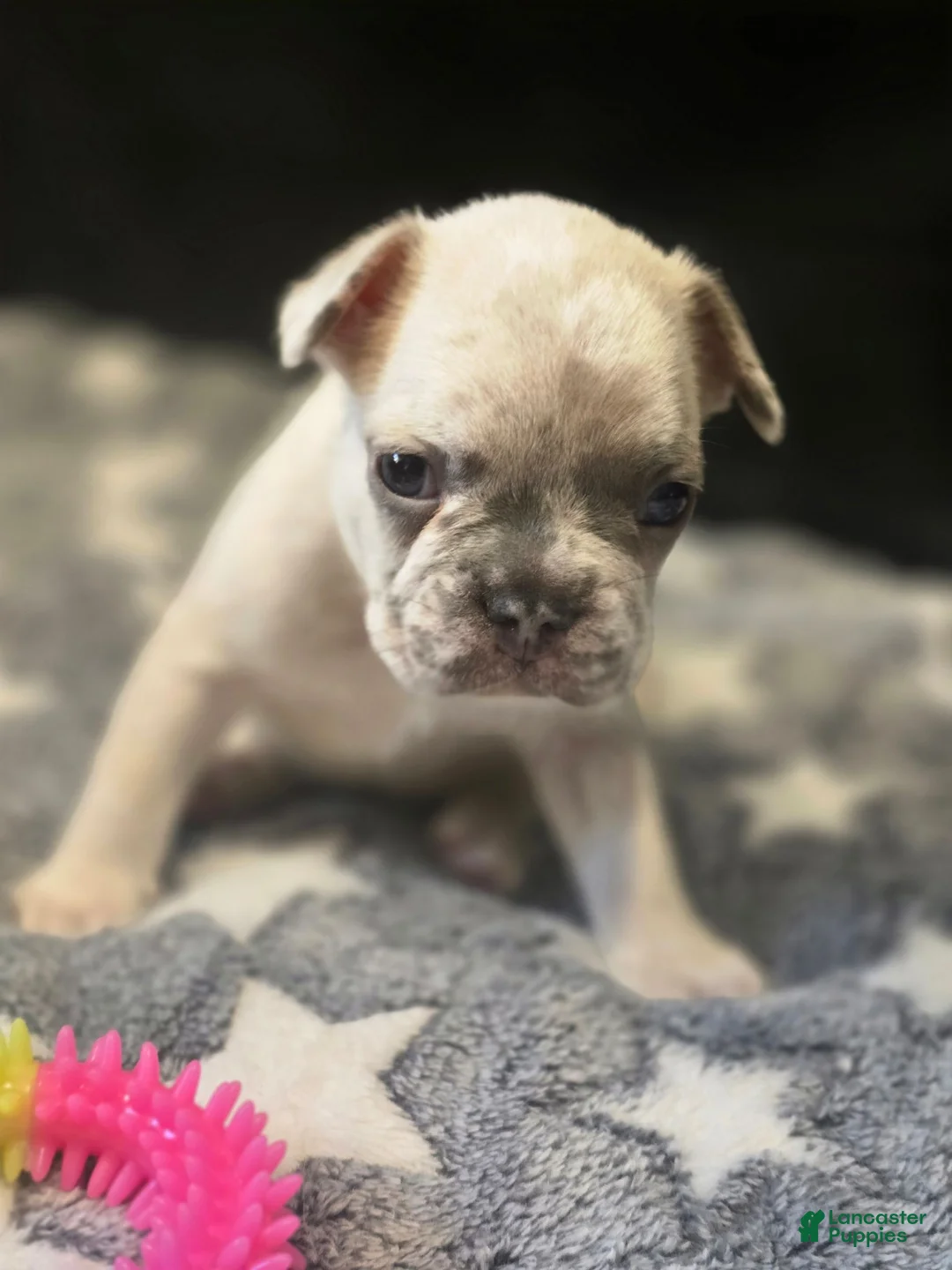 French Bulldog dogs for sale: Zeus - Ad 2