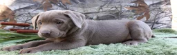 Labrador Retriever dogs for sale: Silver Sambo - Ad 4