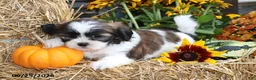 Shih Tzu dogs for sale: Autumn - Ad 4