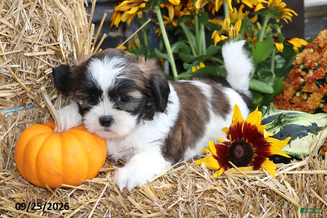 Shih Tzu dogs for sale: Autumn - Ad 4