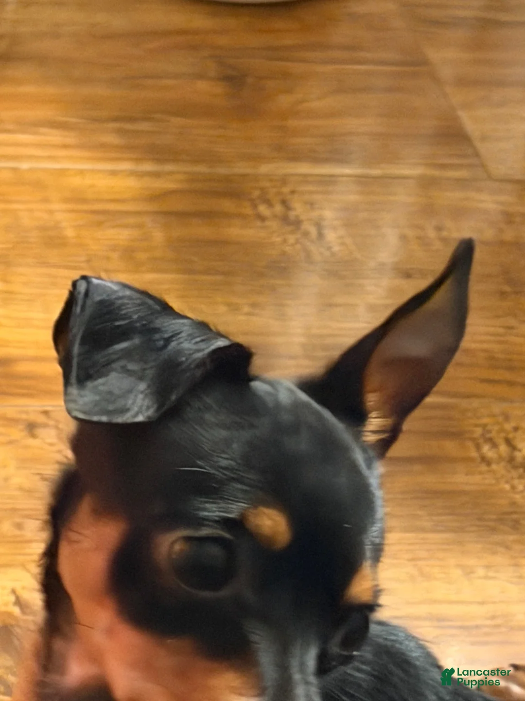 Chorkie dogs for sale: Chorkie 1 - Ad 6