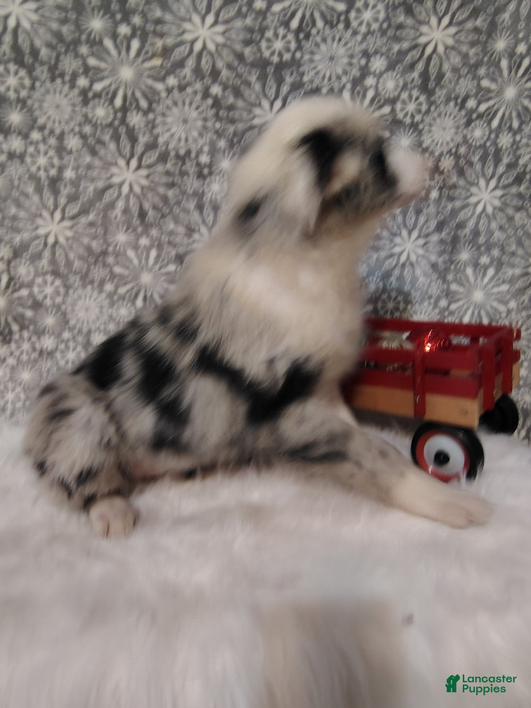 Australian Shepherd dogs for sale: Muffin - Ad 5