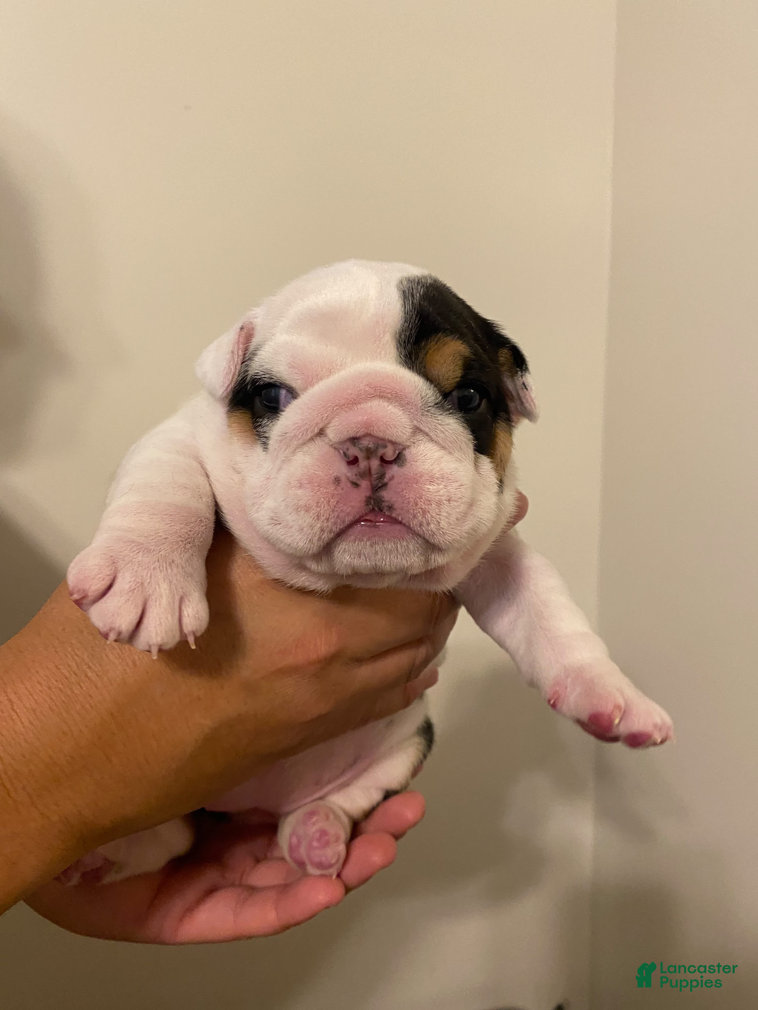 English Bulldog dogs Freckles - Ad 2