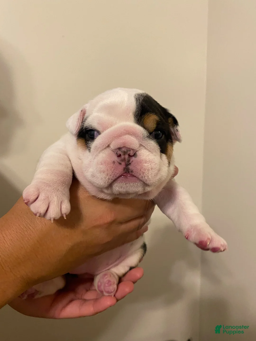 English Bulldog dogs for sale: Freckles - Ad 2