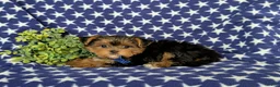 Yorkiepoo dogs for sale: Casey 6 lbs Full Grown - Ad 5