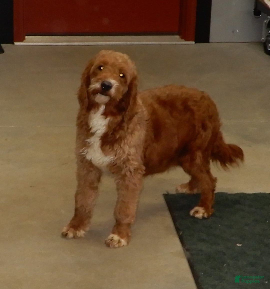 Mini Goldendoodle dogs for sale: Zoey - Ad 8