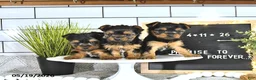 Yorkshire Terrier dogs for sale: Bella   - Ad 5