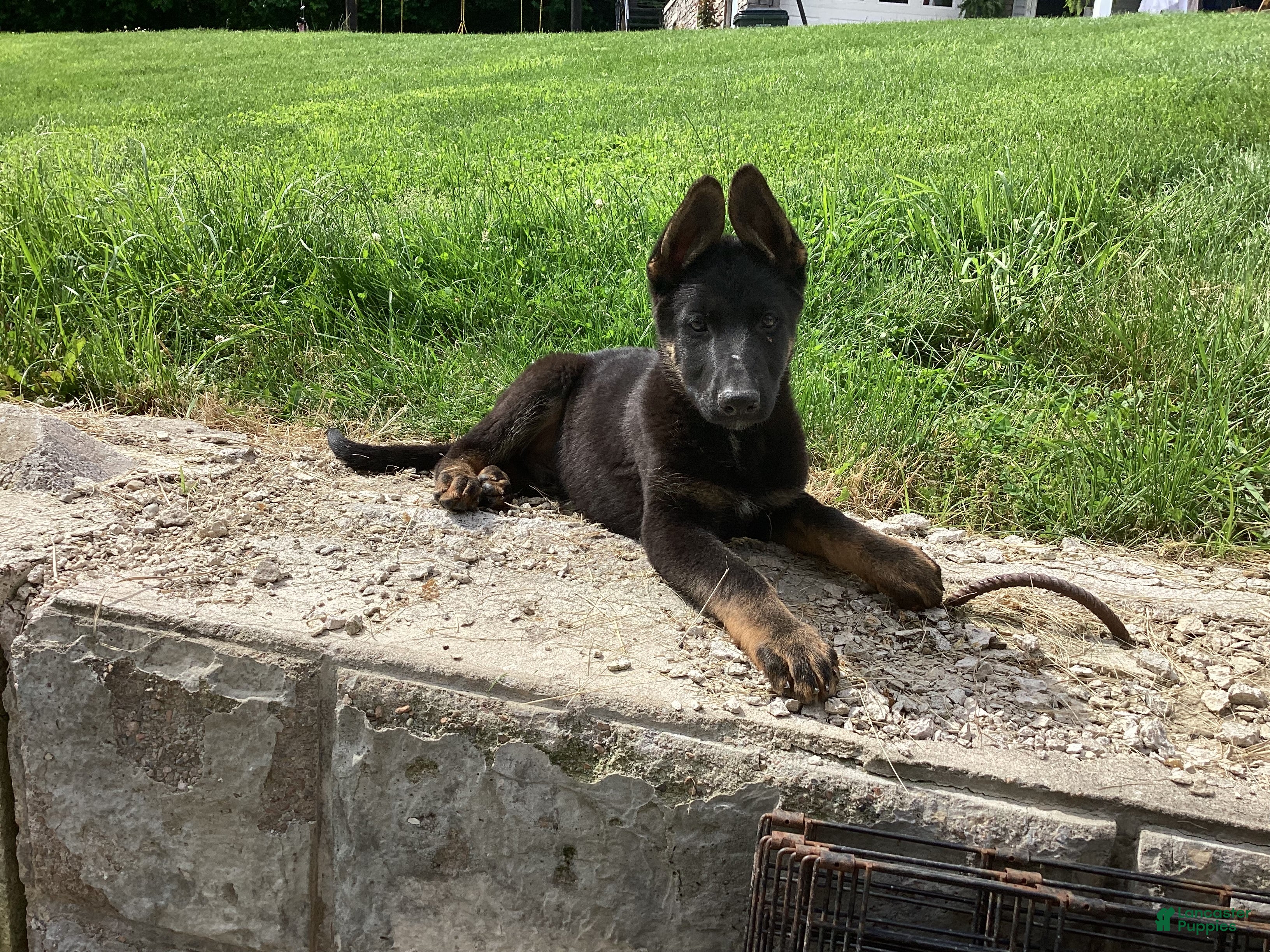 German Shepherd dogs Dylan  - Ad 1
