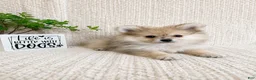 Pomeranian dogs for sale: Teddy - Ad 2