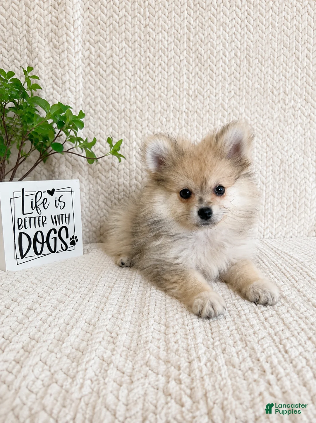 Pomeranian dogs for sale: Teddy - Ad 2