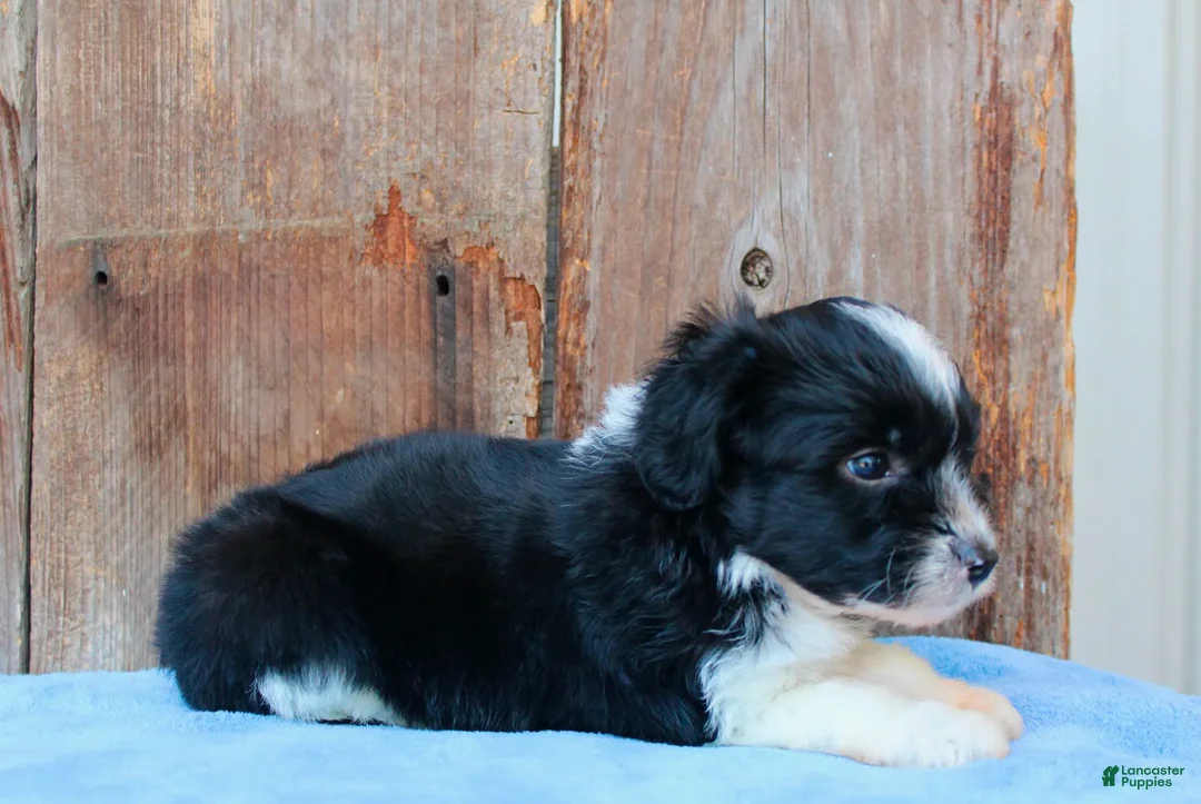 Australian Shepherd dogs for sale: Andi - Ad 2