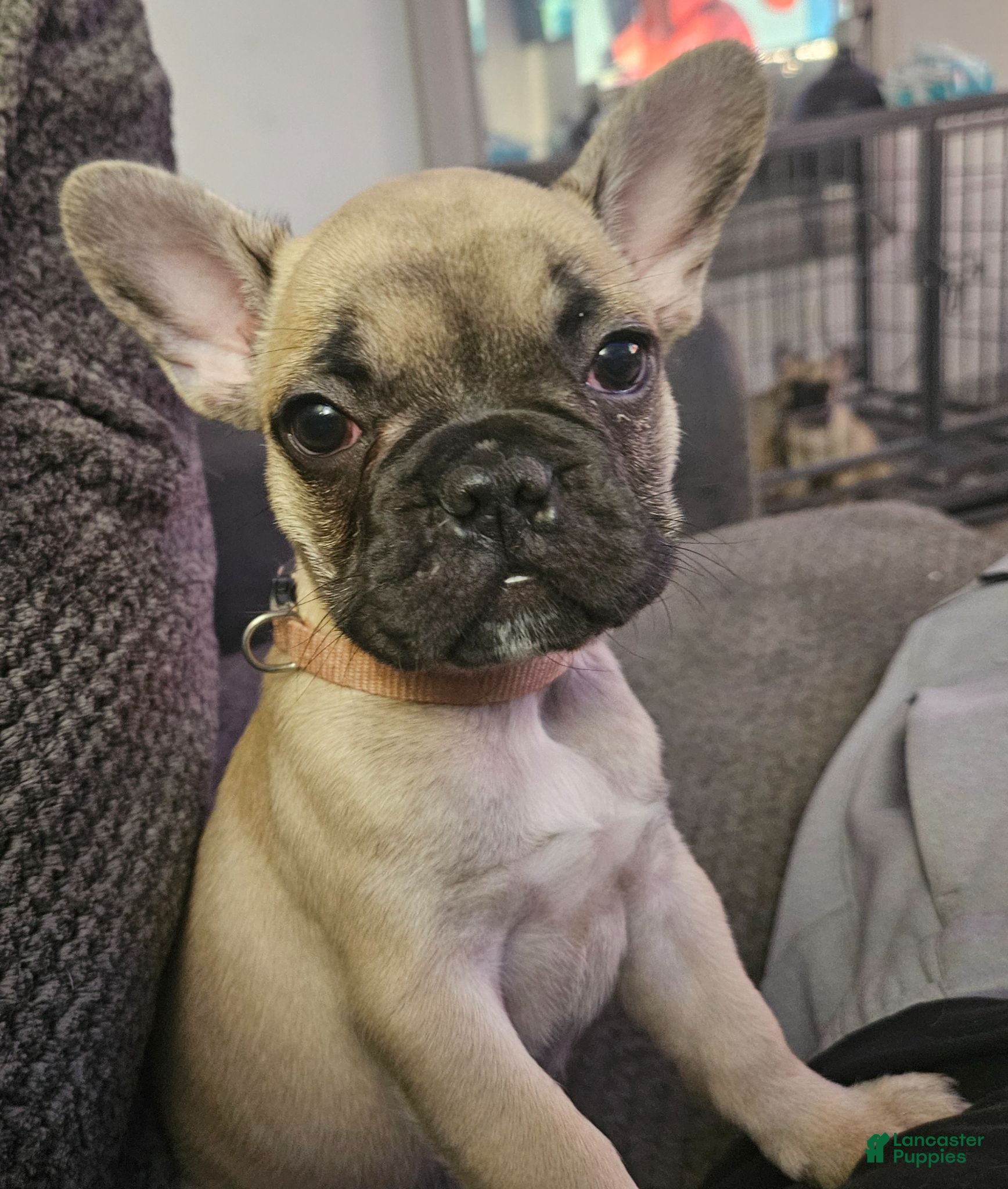 French Bulldog dogs Pink - Ad 28
